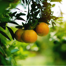 fresh Fram natural food products