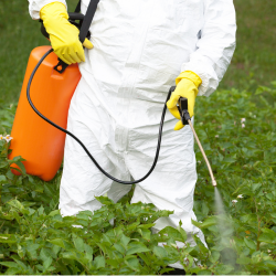Chemical Food with pesticide application